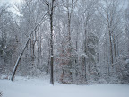Snow - March 2009