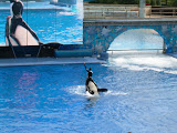 Trainer riding the orca.