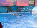 Pretty orca. Ugly hat.