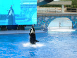 That is one brave trainer (it's actually clearer in the screen).