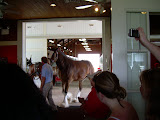 Clydesdale horse getting ready for the parade.