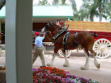 Bringing one of the Clydesdales out to be harnessed to the truck.