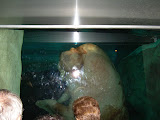 Walrus saying hi.