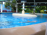 Baby dolphin tank.
