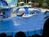 There we go, a flying dolphin.