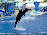 There's some aquatic performers.