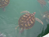 We did go to a turtle farm.