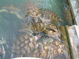 Grand Cayman 035.JPG