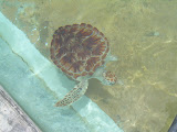 Close up of one of the baby turtles.