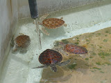 They seemed to enjoy playing in the water being pumped into their tank.