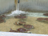 Lots of baby turtles.