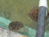 Quite interesting markings on their shells.