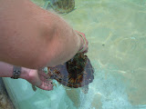 Chase putting down one of the turtles.