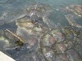 Grand Cayman 056.JPG
