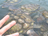 Grand Cayman 072.JPG