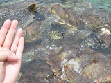 Grand Cayman 075.JPG