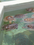 It was quite interesting how they just hung out with their flippers on top of their back.