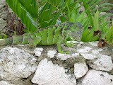 As with everything, you can get quite close to these guys.