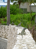 More wild iguanas.