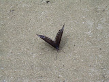 Grand Cayman 114.JPG