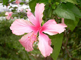More pretty plants.