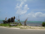 Grand Cayman 147.JPG