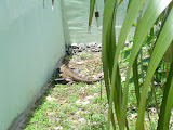 There he is, eating his food.