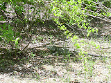 Wild iguana
