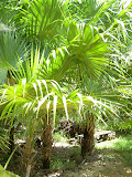 A bunch of palm trees.