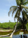 Another picture of the curved palms.