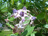 Strange purple flowers.