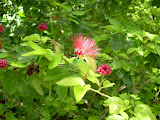 The way these berry things bloomed was cool.