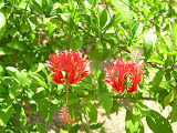 Really cool looking orange flowers.
