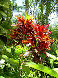 A bunch of red leaves. I should have taken pictures of the identification signs.