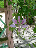 Grand Cayman 188.JPG