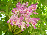 A beautiful bunch of purple flowers.