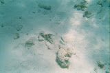 More fish.