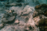 Big old fish