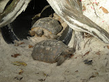 Rush hour in the turtle tunnel.