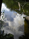Believe it or not, that round stone-looking thing is a manatee.