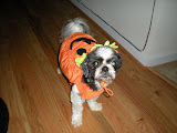 Gizmo in his pumpkin costume.