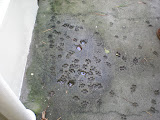DSCN0756.JPG