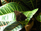 DSCN0777.JPG