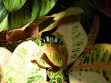 DSCN0779.JPG