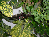 DSCN0785.JPG