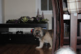 Teddy (and a Gizmo tail)