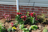 Asiatic Lily Lilium and Pink Fountain and Crimson Butterfly Gaura