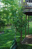 October Glory Maple