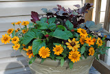 My Virginia Tech potted plant, the salvia's haven't quite come back in this photo.