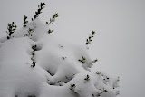 Front bush covered in snow.